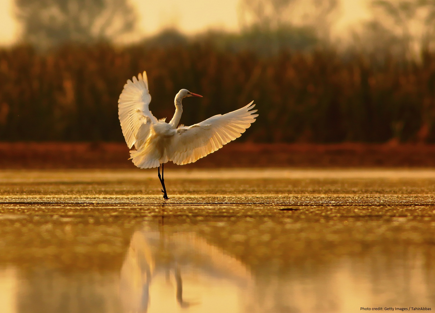 Plan a Trip to the Dauphin Island Audubon Bird Sanctuary