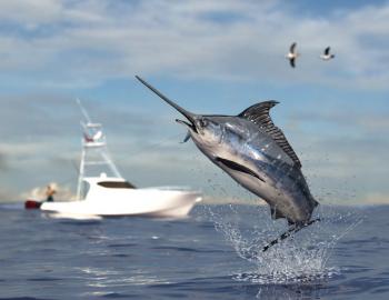 A swordfish jumps out of the water