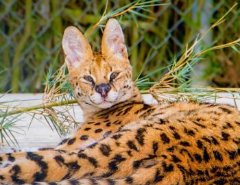 Aferican Serval from Gulf Shores Zoo