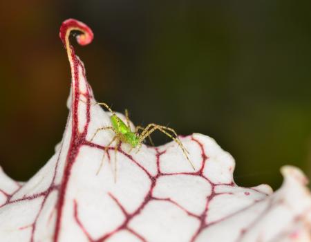 White Top Pitcher Plant at the Tarkiln Bayou Nature State Park