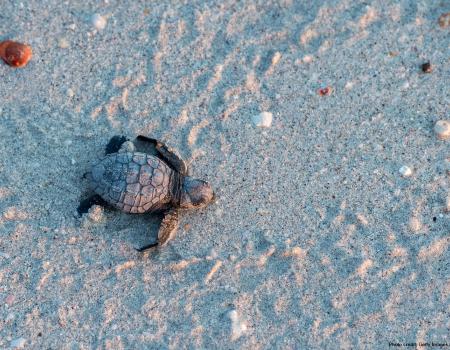 Your Guide to Visiting the Bon Secour National Wildlife Refuge