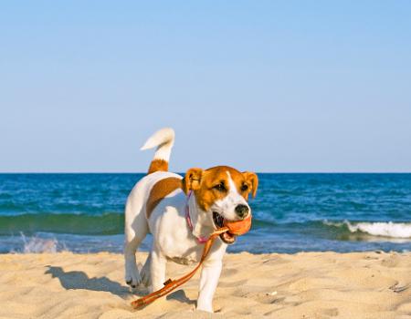 cute dog with a ball in its mouth on the beach