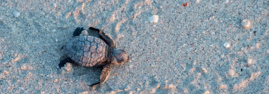 Fort Pickens Nature Preserve