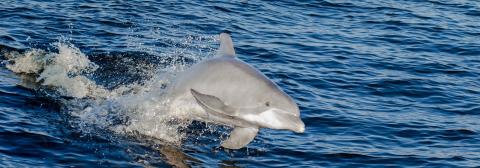Dolphin Cruise Orange Beach