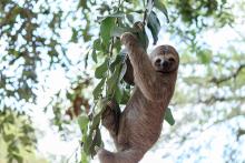 Gulf Shores Alabama Zoo