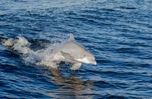 dolphin cruise orange beach