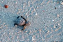 Fort Pickens Nature Preserve