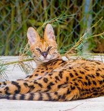 Aferican Serval from Gulf Shores Zoo