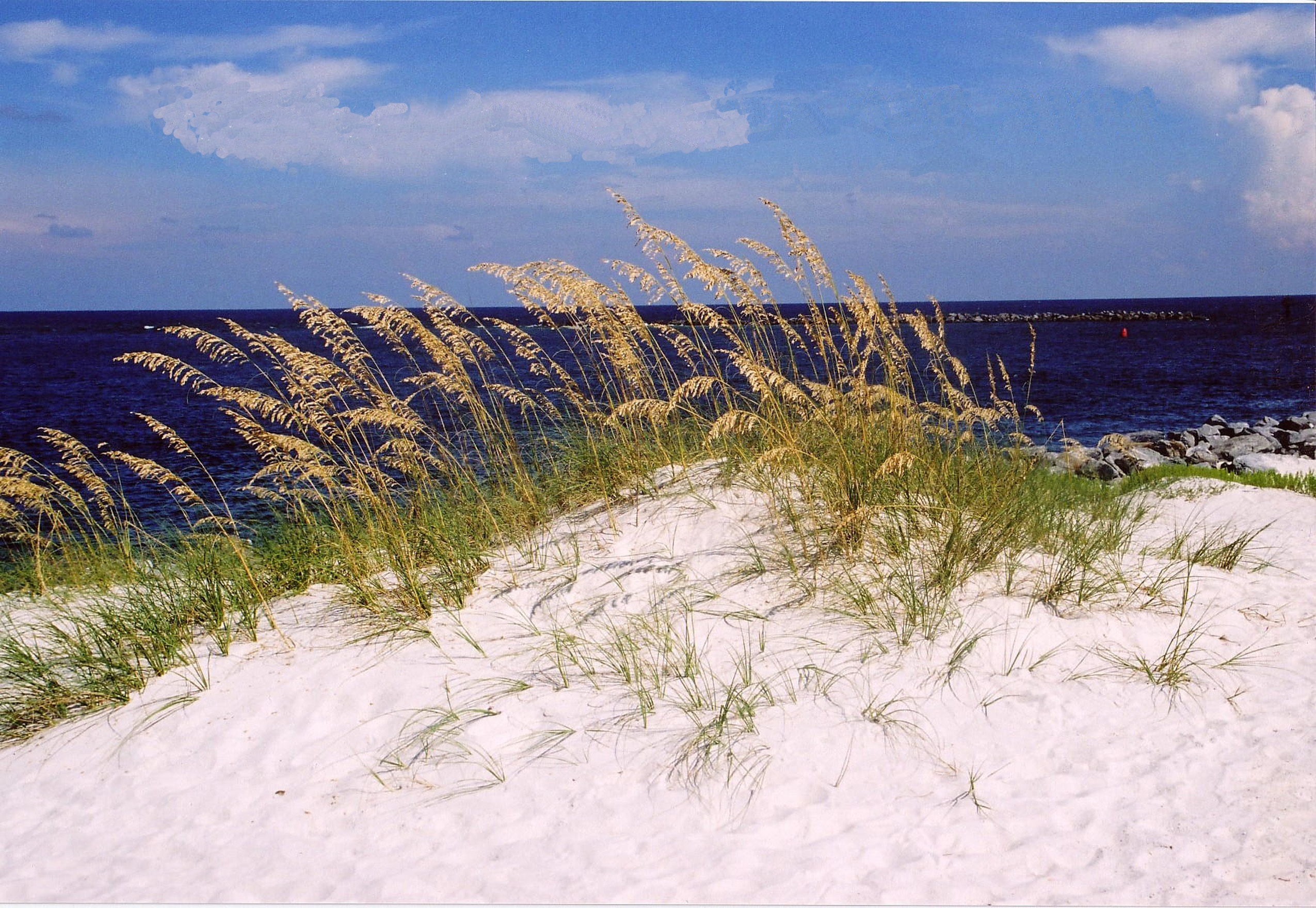 Beach and sea oats in Gulf Shores Alabama