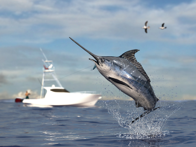 A swordfish jumps out of the water