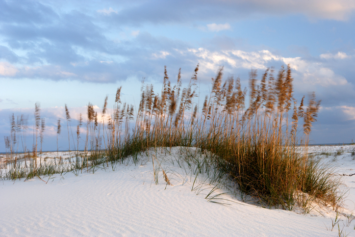 A gorgeous dune at Gulf State Park