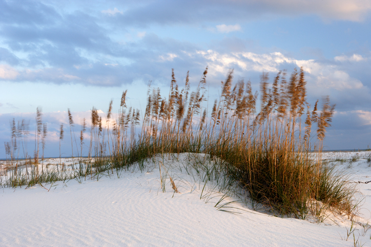 A gorgeous dune at Gulf State Park A gorgeous dune at Gulf State Park
