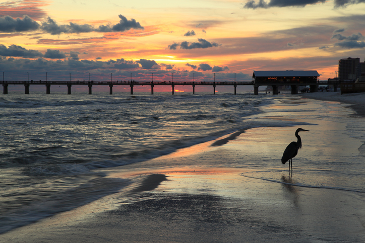 A bird near a pier