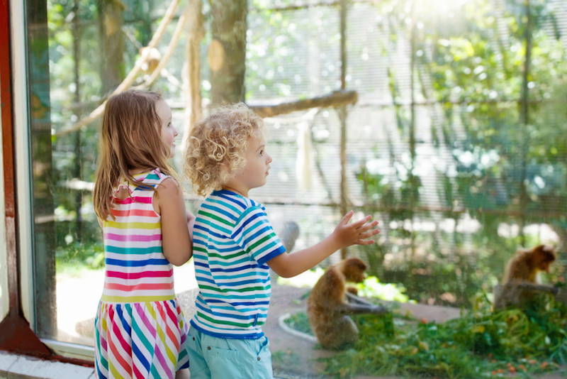 A little boy looks out at an exhibit in the zoo